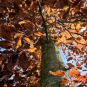 Fagus sylvatica 'Atropunicea' - 1