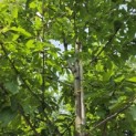 Prunus avium 'Regina' - mei 2026