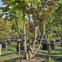 Parrotia persica - 1