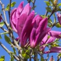 Magnolia 'Susan' - 4