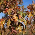 Quercus Palustris - 1