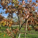 Quercus Palustris - 4