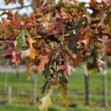 Quercus Palustris - 3