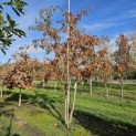 Quercus Palustris - 2