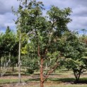 Acer griseum - Foto 4