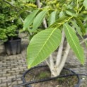 Juglans regia - 1