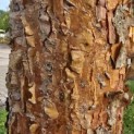 pinus sylvestris 'Glauca' - 4