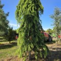 Cedrus deodara 'Pendula' - 2