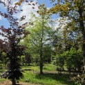 Fagus sylvatica - 3