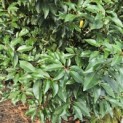 Prunus Lusitanica - 5
