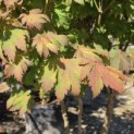 Acer japonicum 'Vitifolium' - Foto 2