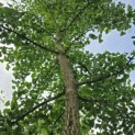 Ginkgo biloba - 2