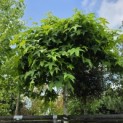 Liquidambar styraciflua 'Gum Ball' - 2