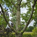 Liquidambar styraciflua 'Stared' - 3