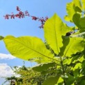 Magnolia macrophylla - Foto 3