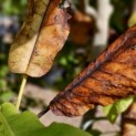 Magnolia macrophylla - Foto 1