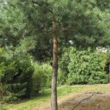 Pinus sylvestris - Foto 2