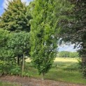 Fagus Dawyck Gold - 4