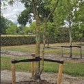 Gleditsia triacanthos ‘Sunburst' - Foto 1