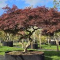 Acer palmatum 'Garnet' - Foto 3