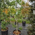 Quercus x turneri 'Pseudoturneri' - 1