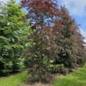 Fagus sylvatica 'Atropunicea' - juni 2024