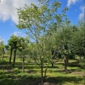 Juglans regia 'Buccaneer'' - 1