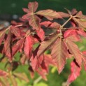 Acer griseum - Foto 1