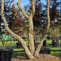 Quercus Suber - Foto 3