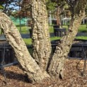 Quercus Suber - Foto 4
