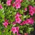 Rhododendron Azalea Japonica ‘Purple Splendor’ - Foto 2