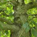 Tilia x europaea - 9