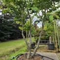 Parrotia persica - 1