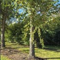 betula nigra - 2