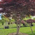 Acer palmatum 'Bloodgood' - Foto 10