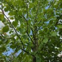 Tilia mongolica 'Buda' - Foto 6