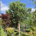 Pinus sylvestris - 3