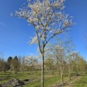 Amelanchier lamarckii - Foto 3