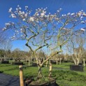 Magnolia stellata 'Rosea' - Foto 4