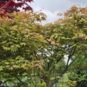 Acer palmatum 'Tsumabeni' - 1