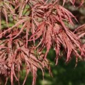 Acer palmatum 'Garnet' - 2