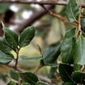 Quercus Suber - winterblad