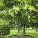 Tilia americana 'Nova' - 5