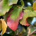 Parrotia persica 'Vanessa' - impressie blad oktober