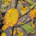 Amelanchier lamarckii - Foto 4