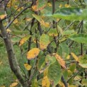 Amelanchier lamarckii - Foto 3