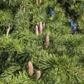 Cedrus deodara 'Pendula' - 1