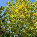 Platanus x Hispanica - 2024