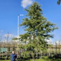 Cedrus deodara 'Aurea' - 1