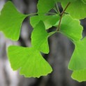 #3227 Ginkgo biloba Ginkgo mit mehrstämmiger Krone auf Unterstamm